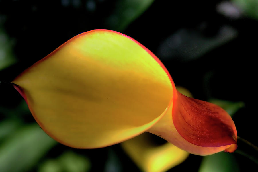 Lily Photograph - Calla Lily by David Patterson