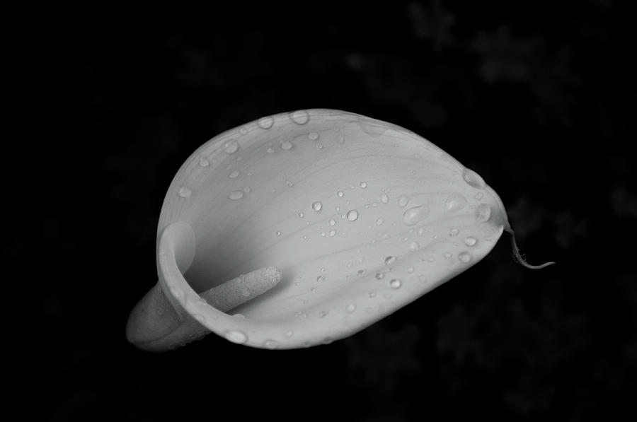 Calla Lily Photograph by Denise Elfenbein