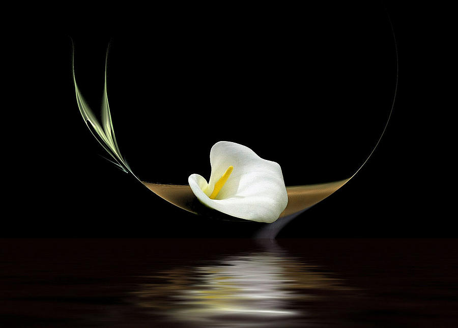 Flower Mixed Media - Calla Lily by Diane McCool-Babineau