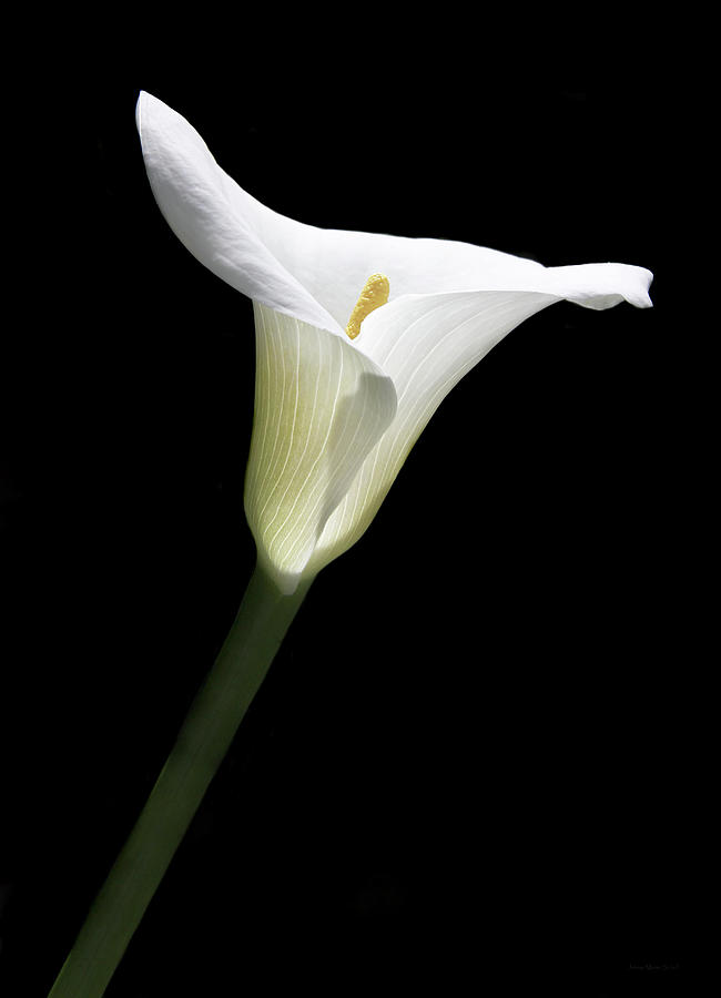 Calla Lily Flower Glow Photograph by Jennie Marie Schell