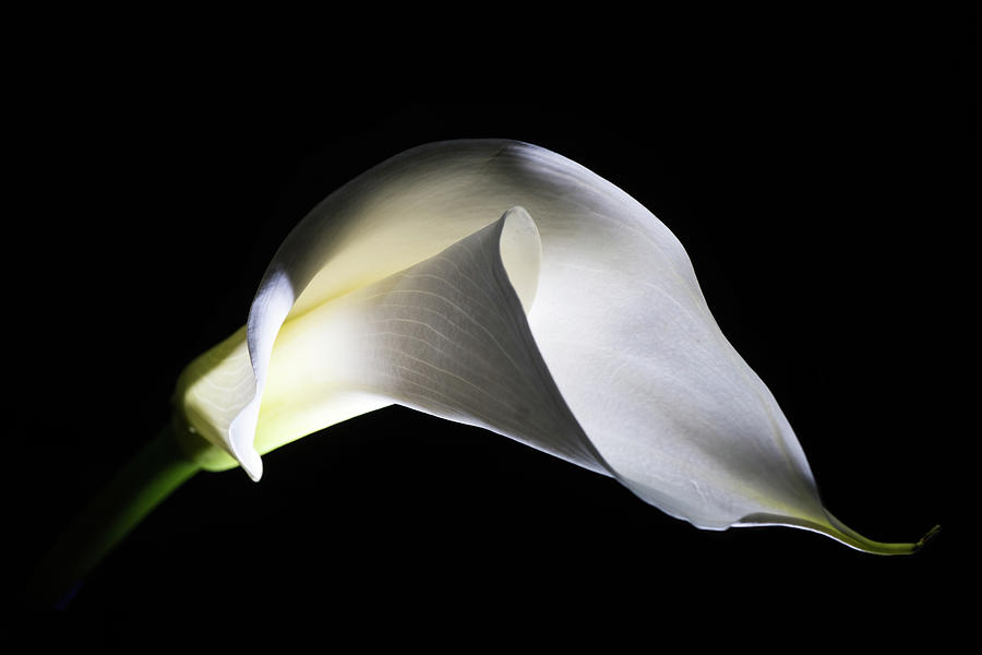 Calla Lily Flower Photograph