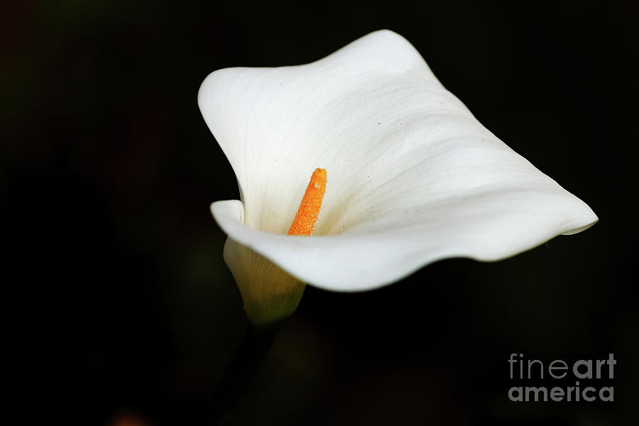 Calla Lily with Stamen Visible Close Up Photo Art Print Poster 12x18 inch 