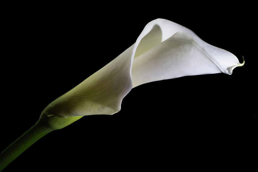 Calla Lily flower1 Photograph by Lilia S