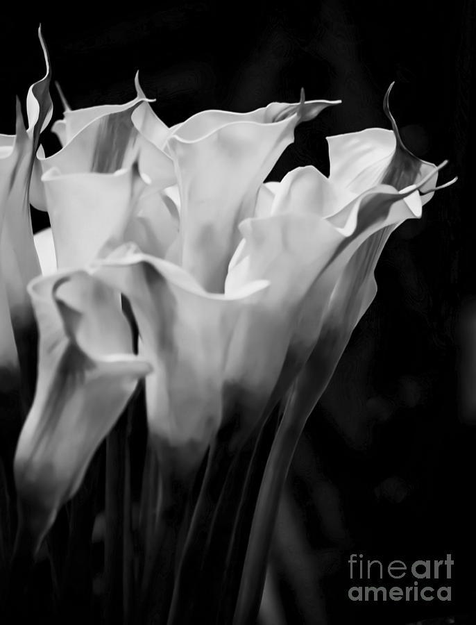 Calla Lily Flowers Photograph by James Aiken
