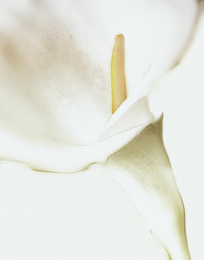 Calla Lily Photograph by Floyd Hopper