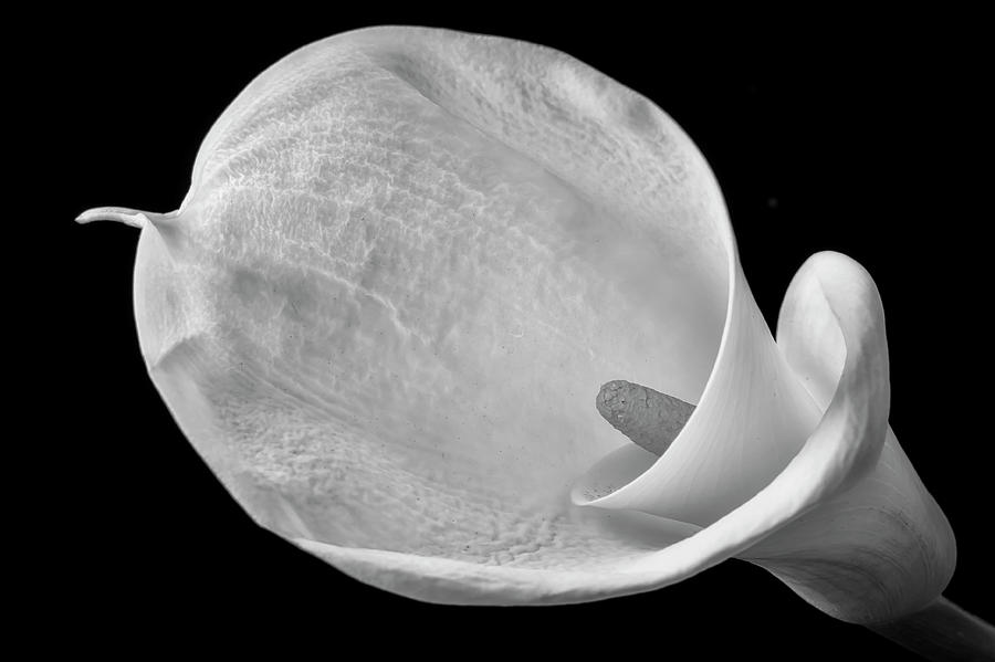 Calla Lily Folds Photograph by Garry Gay