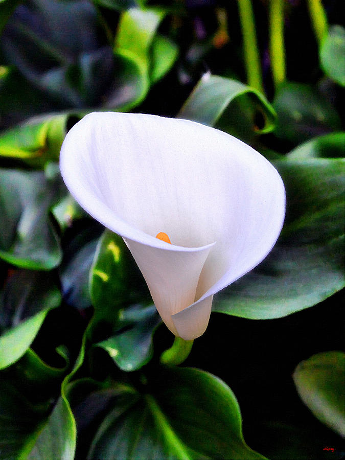 Nature Photograph - Calla Lily by Glenn McCarthy Art and Photography