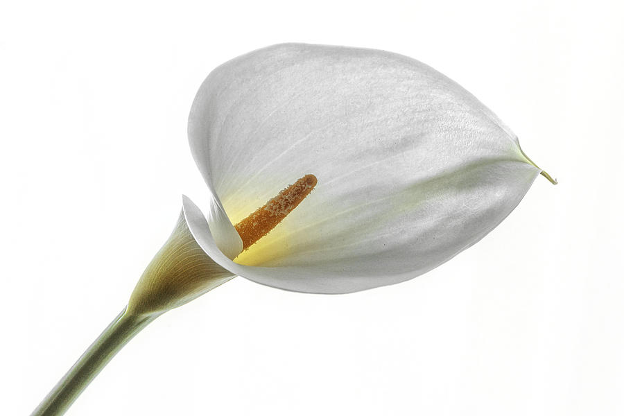 Calla Lily Glow Photograph by Wes and Dotty Weber