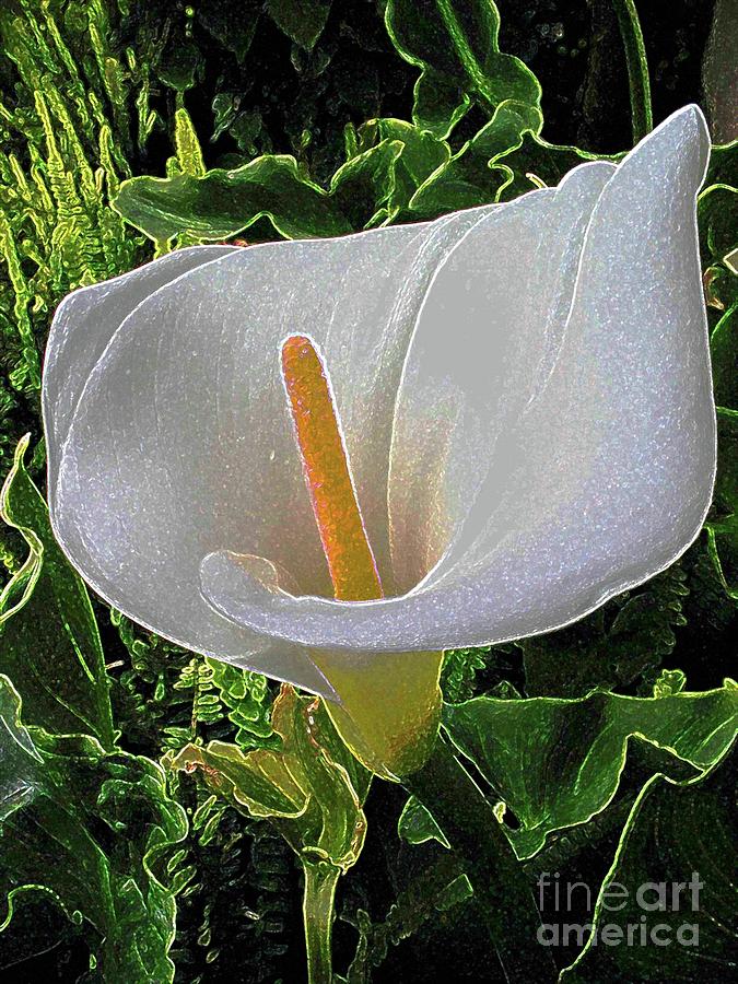 Calla Lily Painting by Hazel Holland