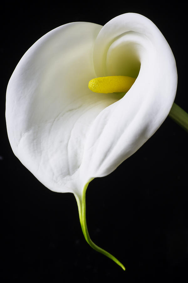 Calla Lily Heart Photograph by Garry Gay - Fine Art America