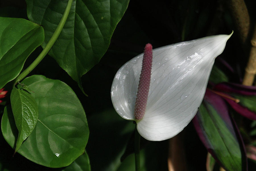 Anthurium  Lily  Photograph by Imagery-at- Work