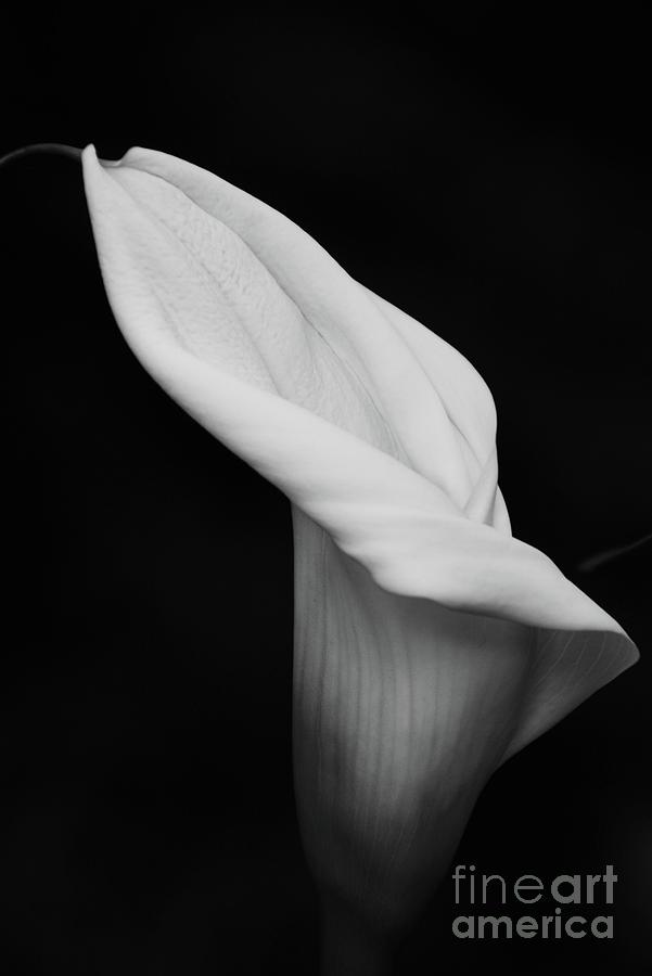 Calla Lily in Black and White Photograph by Cindy Manero