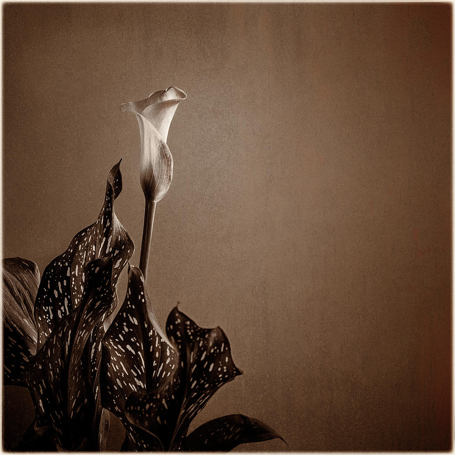 Calla Lily in monochrome Photograph by Peter V Quenter