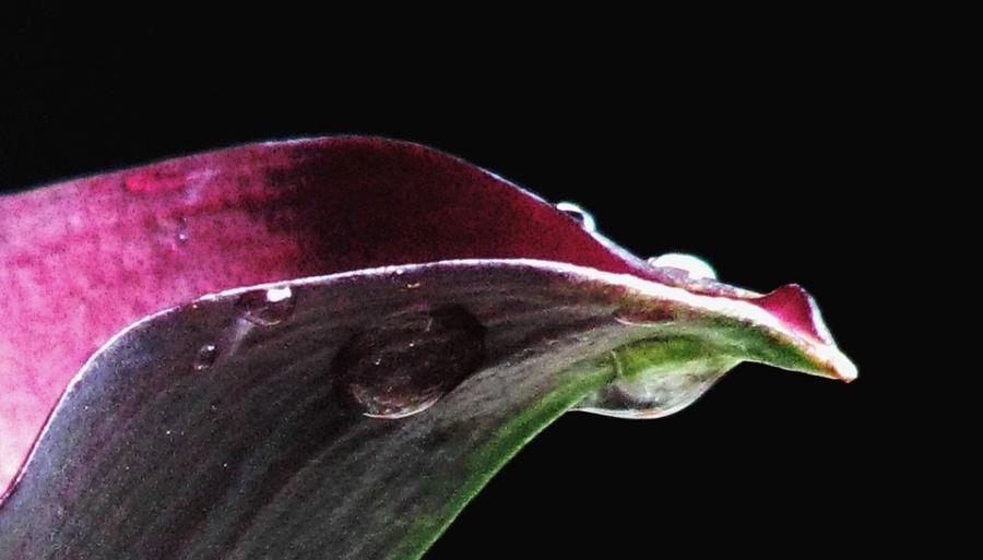 Calla Lily In The Rain Photograph by Angela Davies