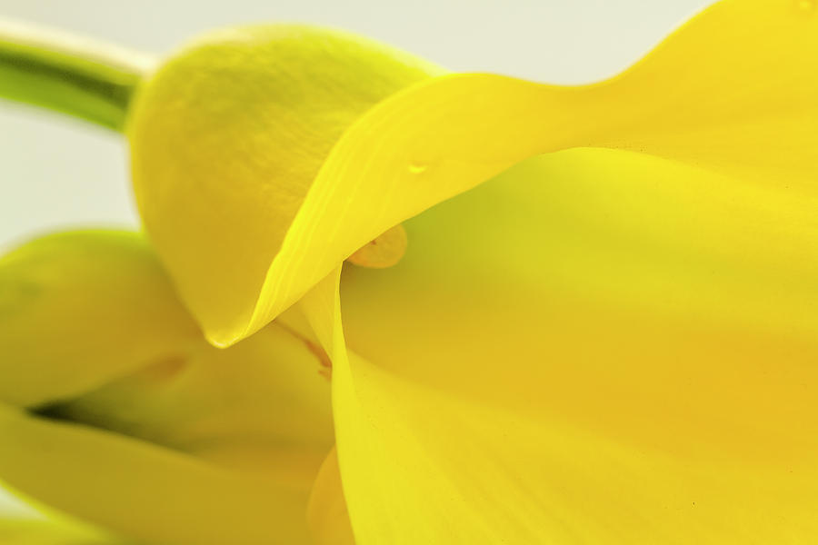 Calla Lily in Yellow Photograph by Teri Virbickis