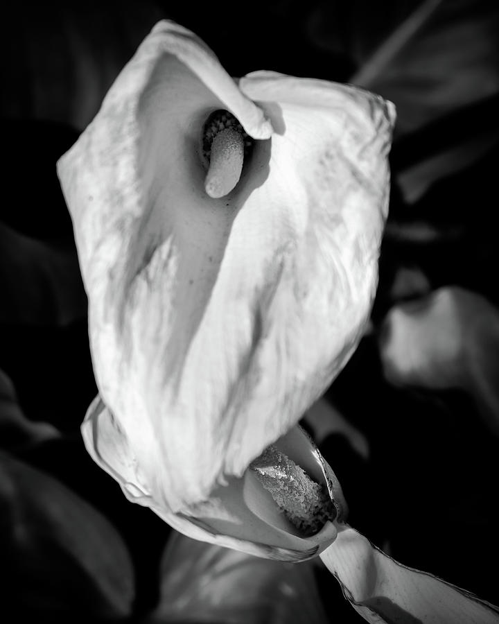 Calla Lily Photograph by Dr Janine Williams