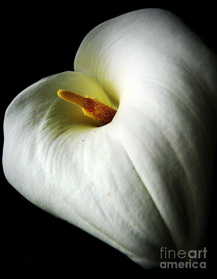 Calla Lily Photograph by Jasna Dragun
