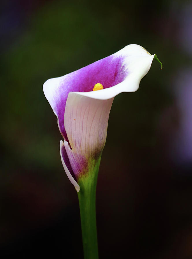 Calla Lily Photograph by Jeff Townsend