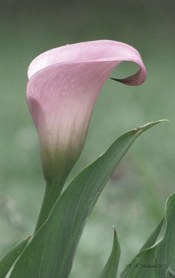 Calla Lily Photograph by Jennie Richards