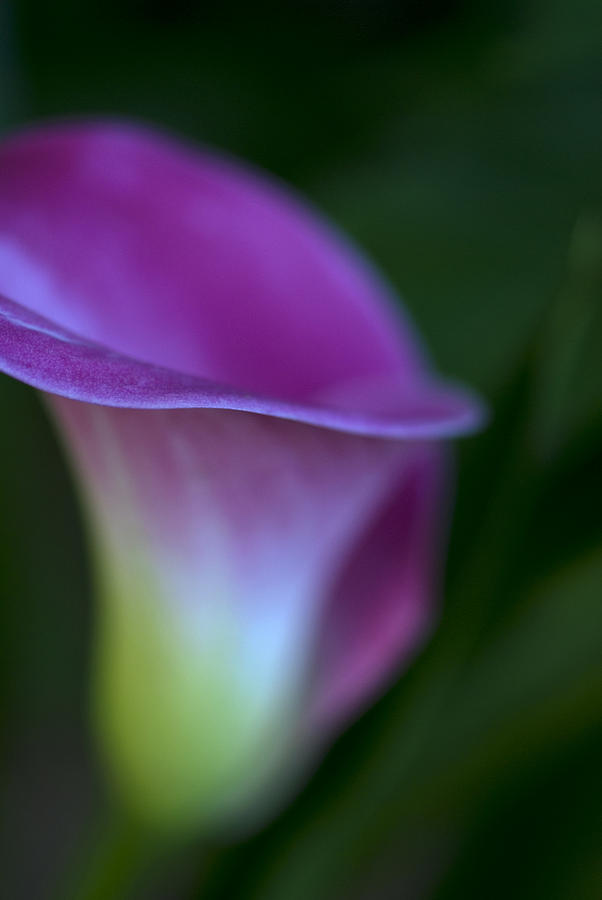 Calla Lily Photograph - Calla Lily by Jessica Wakefield Calla Lily Photograph - Calla Lily by Jessica Wakefield