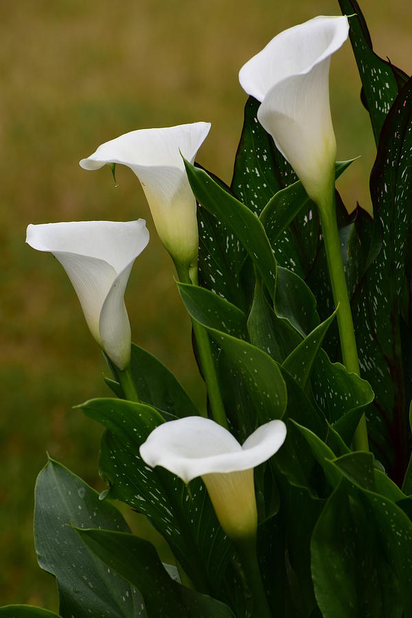 Calla Lily Photograph by Jimmy Chuck Smith