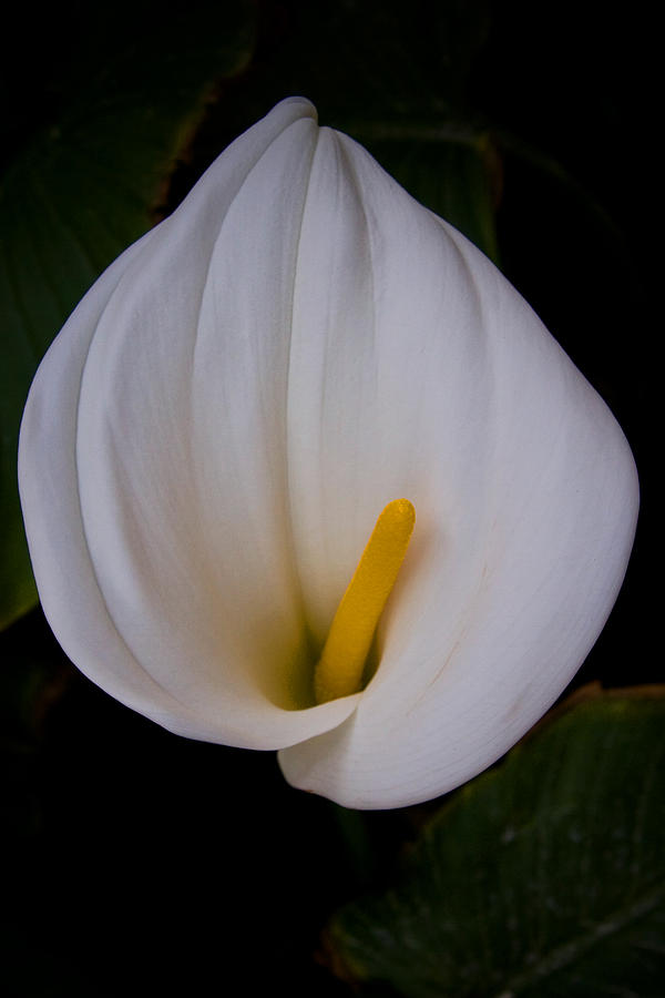 Calla Lily Photograph by John McKinlay Calla Lily Photograph by John McKinlay