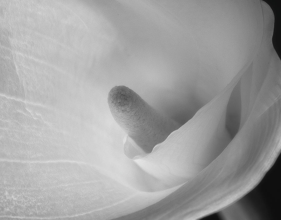 Calla Lily Photograph by John Roach