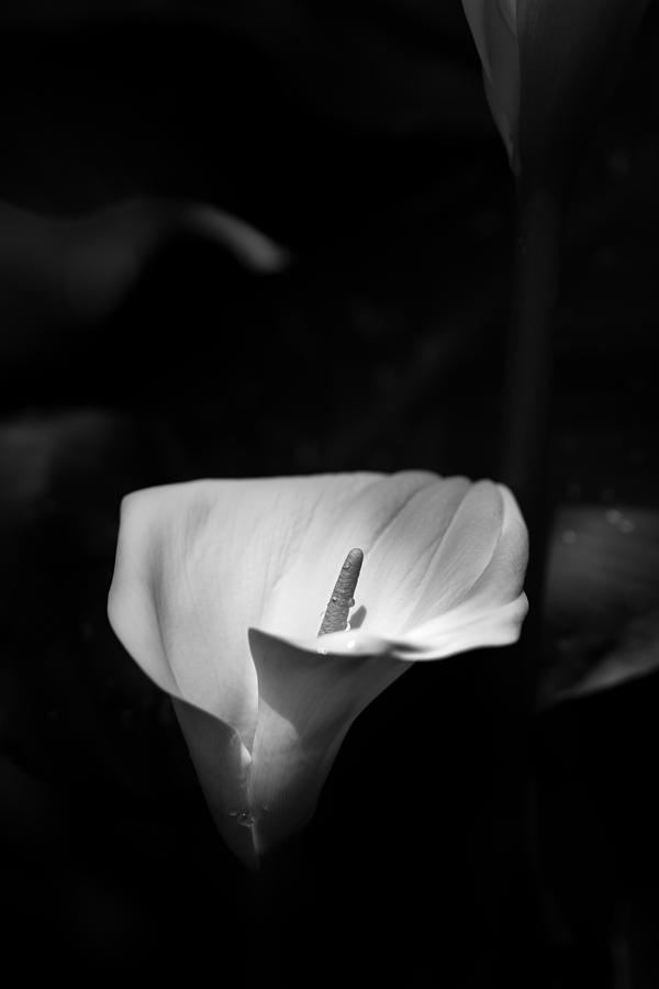 Lily Photograph - Calla Lily by Joseph Smith