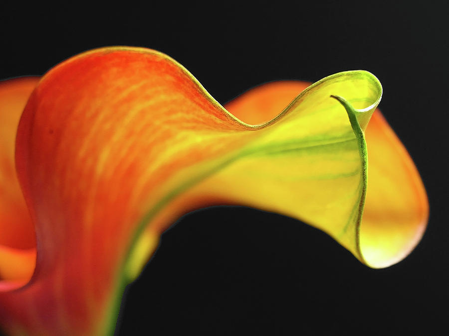 Calla Lily Photograph by Juergen Roth