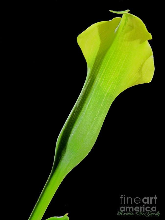 Calla Lily Photograph by Kathie McCurdy