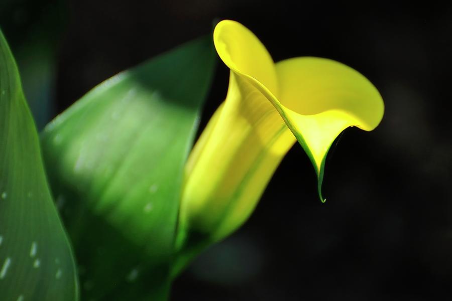 Calla Lily Light Photograph by Jerry Sodorff