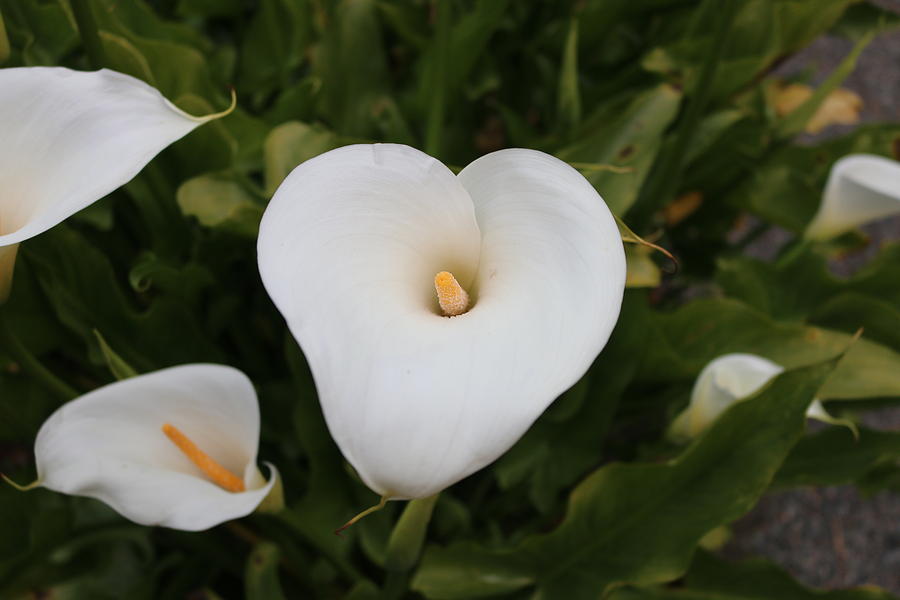 Calla Lily Love Photograph by Christy Pooschke