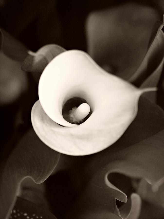 Calla Lily Photograph by Marilyn Hunt