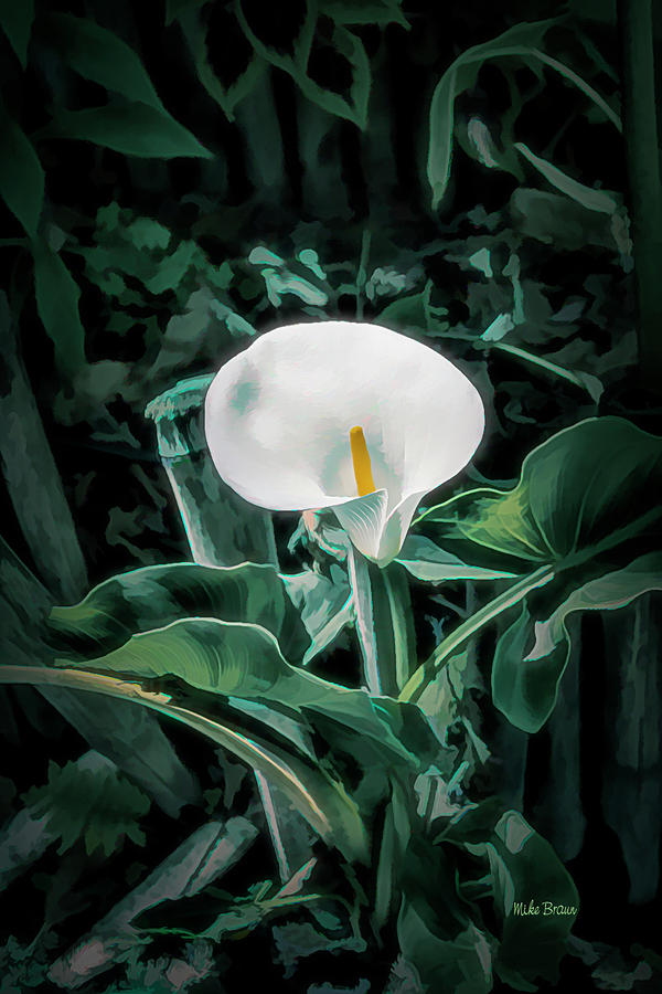 Lily Photograph - Calla Lily by Mike Braun