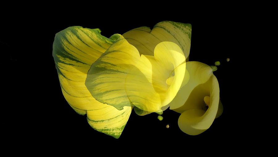Calla Lily Photograph by Mike Breau