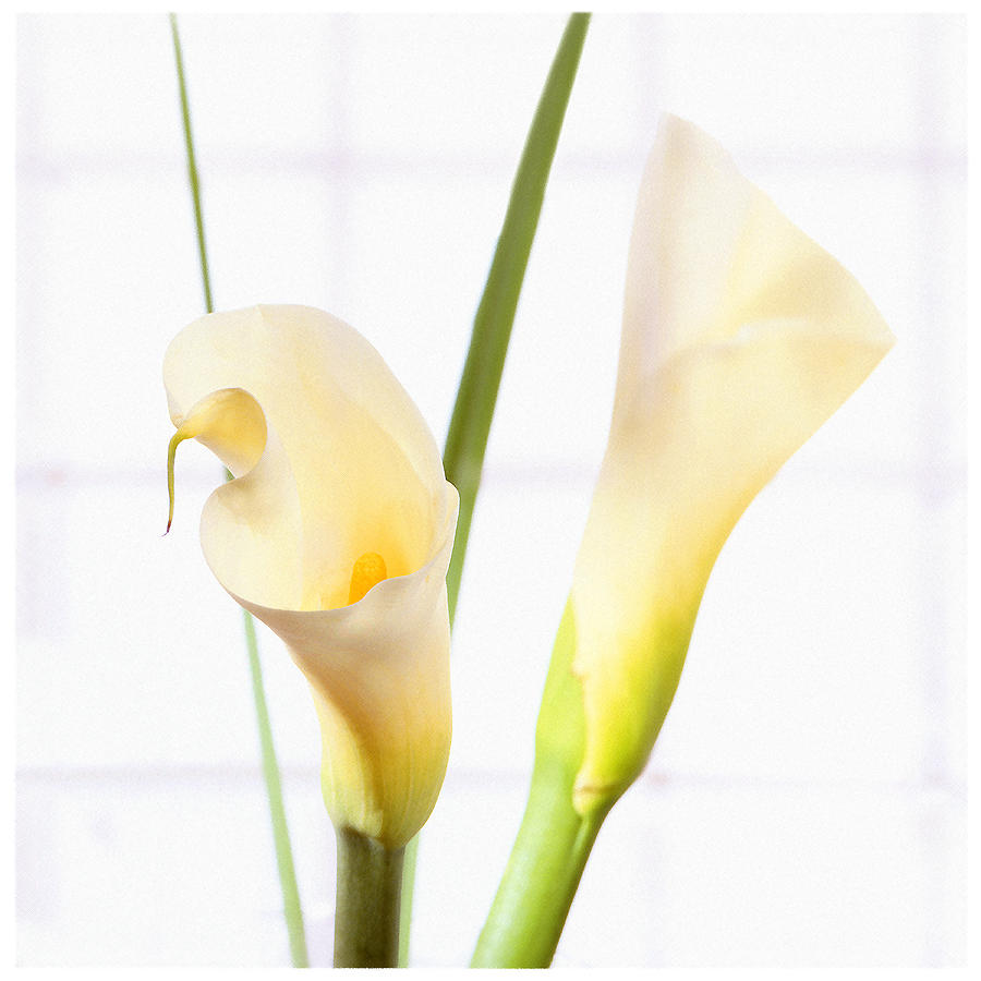 Calla Lily Photograph by Mike McGlothlen