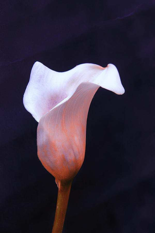 Calla lily or Arum lily Photograph by Jeff Townsend