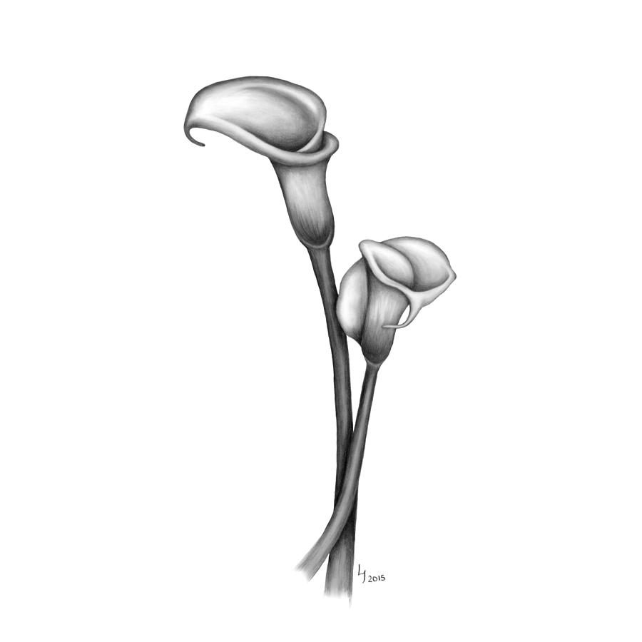 Calla Lily Pair Drawing by Laura Teti