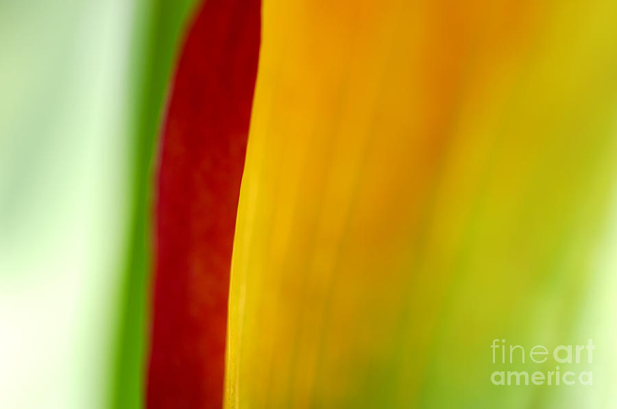 Flower Photograph - Calla Lily by Silke Magino
