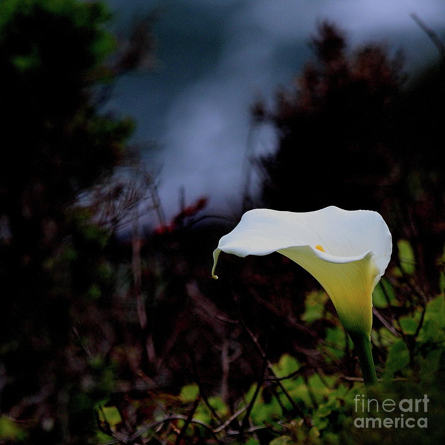 Calla Lily . Square . 40D4752 Photograph by Wingsdomain Art and Photography