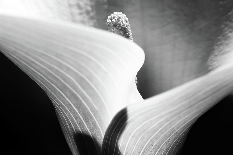 Calla Lily Photograph by Stelios Kleanthous