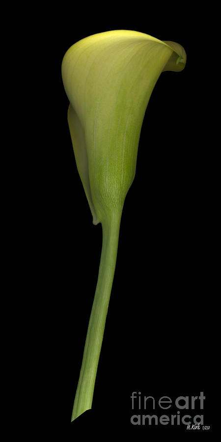 Calla Lily Stem Straight Photograph by Heather Kirk