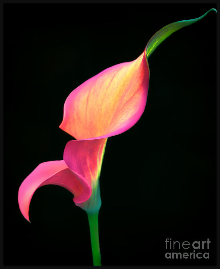 Calla Lily Photograph by Steven Parker