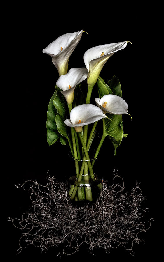 Calla Lily Still Life Photograph by Wes and Dotty Weber