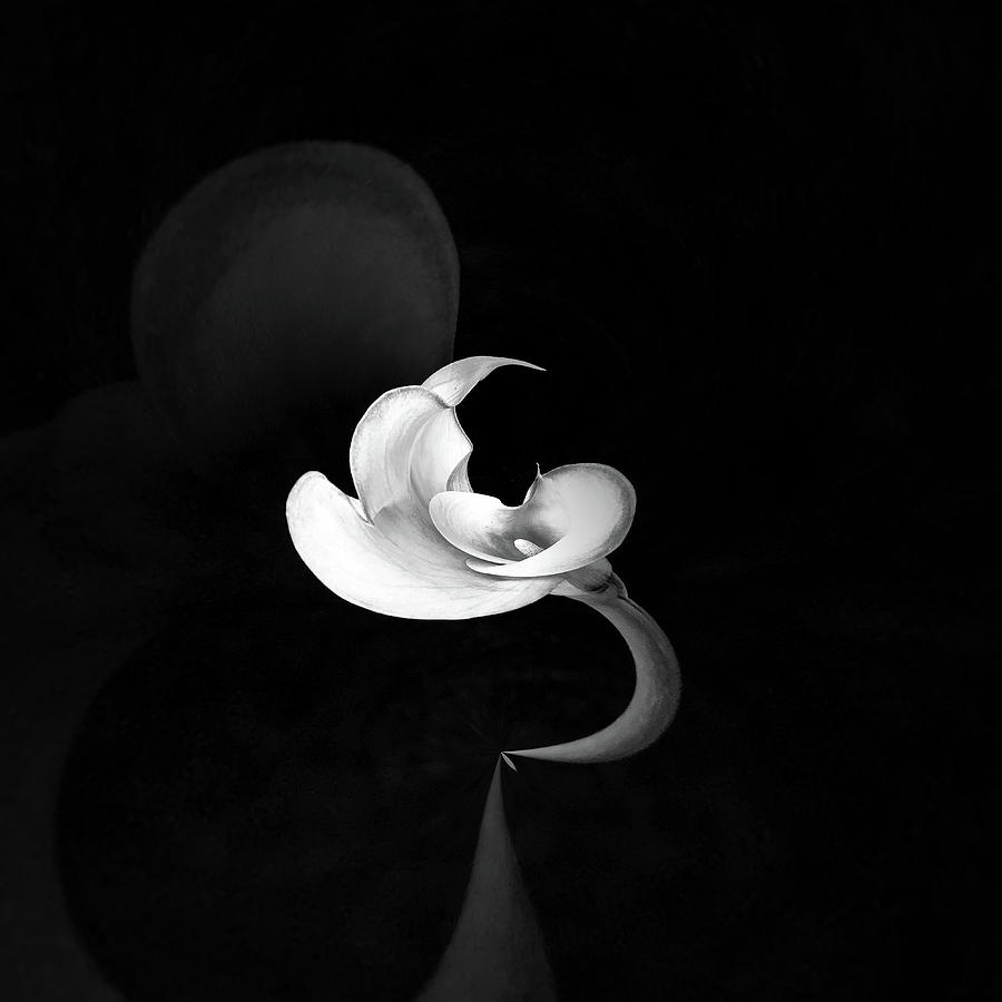Calla Lily Study 1 Photograph by Usha Peddamatham