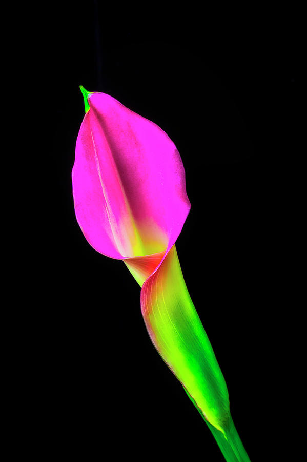 Calla Lily Study Photograph by Garry Gay