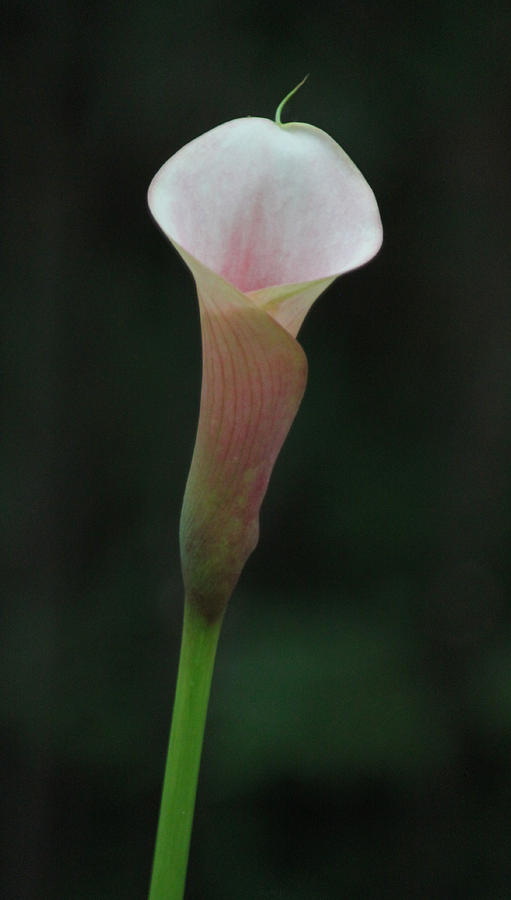 Calla Lily Photograph by Suzanne Gaff