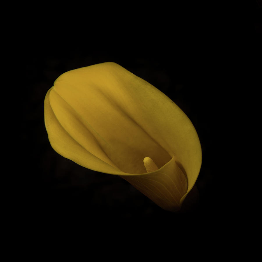 Calla Lily Top Photograph by Paul Freidlund
