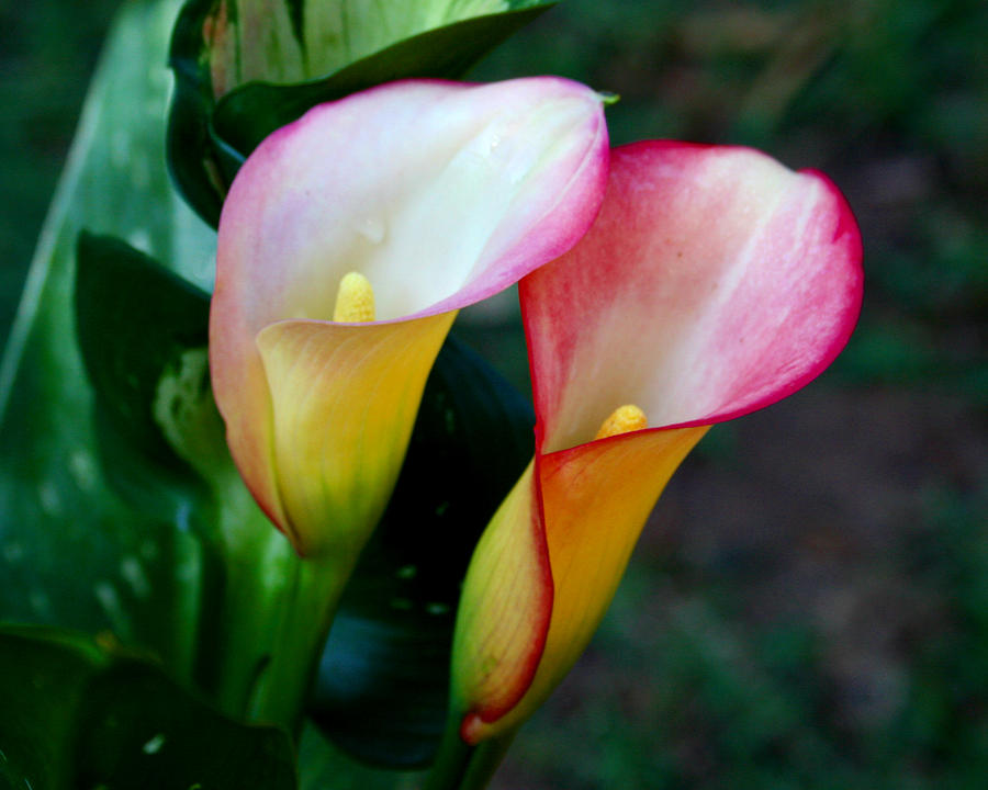 Calla Lily Twins Photograph by Paul Anderson