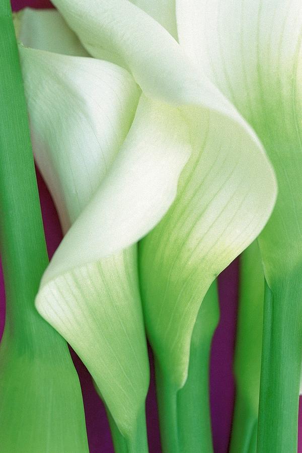 Calla Lily Photograph by Valerie Brown